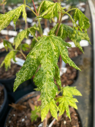Acer sieboldianum 'Kumoi nishiki' - mapleridgenursery